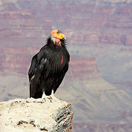 California Condor, Worm Castings, Chicken Contact Lenses, and Other News Bits